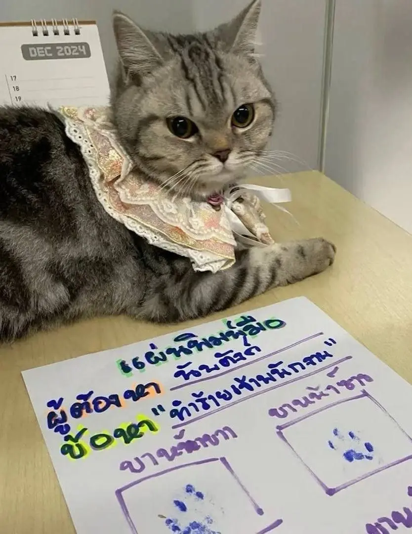 В Бангкоке на кошку завели «уголовное дело».
В Таиланде кошку по кличке Ноб Нэн принесли в полицейский участок, чтобы найти хозяев, но та устроила настоящий погром — поцарапала и покусала сотрудников | Сетка — социальная сеть от hh.ru