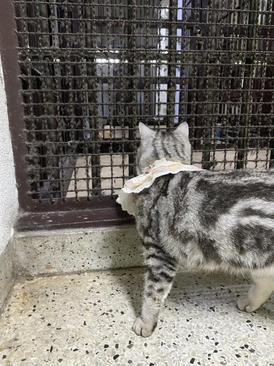 В Бангкоке на кошку завели «уголовное дело».
В Таиланде кошку по кличке Ноб Нэн принесли в полицейский участок, чтобы найти хозяев, но та устроила настоящий погром — поцарапала и покусала сотрудников | Сетка — социальная сеть от hh.ru