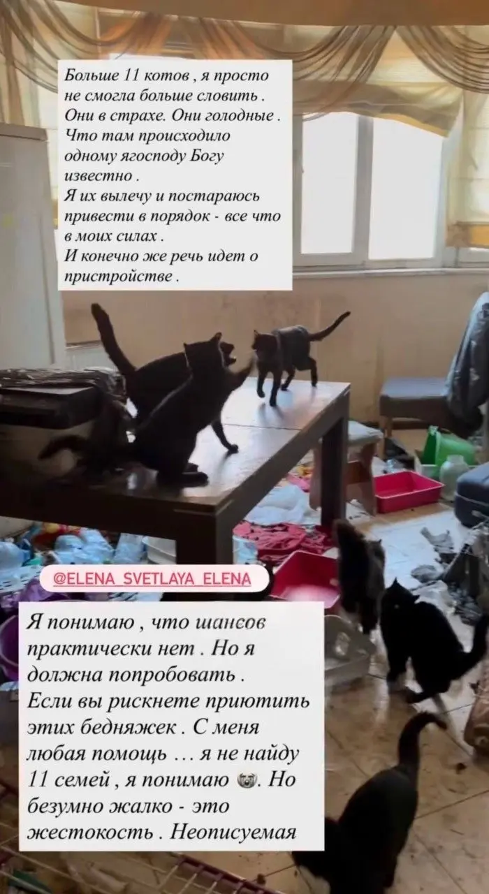 в квартире одного из "элитных" ЖК на пр. Ильича закрыли 11 котов и оставили их без еды и воды.
Котов постараются вылечить и пристроить в добрые руки. | Сетка — социальная сеть от hh.ru