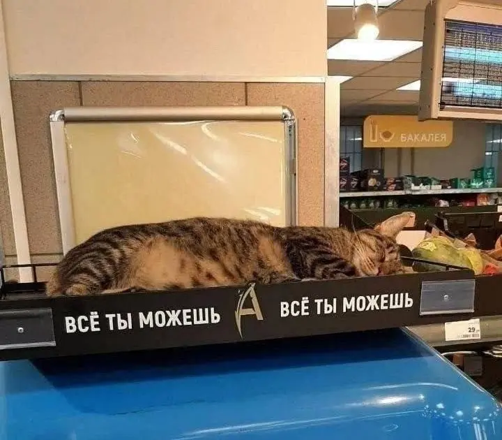 Мотивационный сон 😂
#Юмор@poldner #Коты@poldner | Сетка — социальная сеть от hh.ru