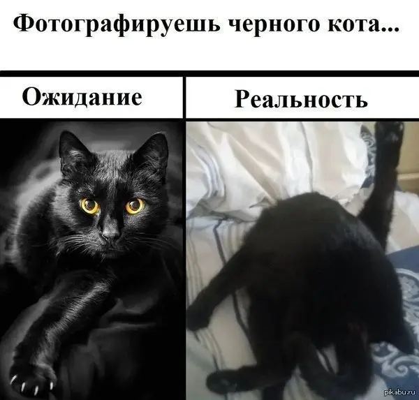 Изящная фотогеничность 😂
#Юмор@poldner #Коты@poldner | Сетка — социальная сеть от hh.ru