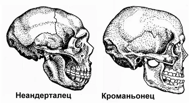 ДРЕВНЕЙШИЕ ЖИТЕЛИ БРЯНСКОЙ ОБЛАСТИ.
🧬 Ликбез для тех, кто путает древних людей: Как отличить брутального неандертальца от метросексуала-кроманьонца?
Представьте, что вы на раскопках. Нашли скелет | Сетка — социальная сеть от hh.ru
