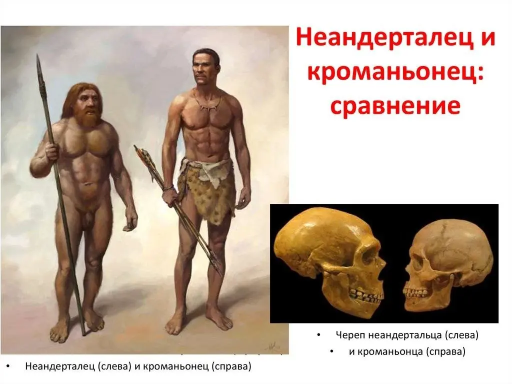 ДРЕВНЕЙШИЕ ЖИТЕЛИ БРЯНСКОЙ ОБЛАСТИ.
🧬 Ликбез для тех, кто путает древних людей: Как отличить брутального неандертальца от метросексуала-кроманьонца?
Представьте, что вы на раскопках. Нашли скелет | Сетка — социальная сеть от hh.ru