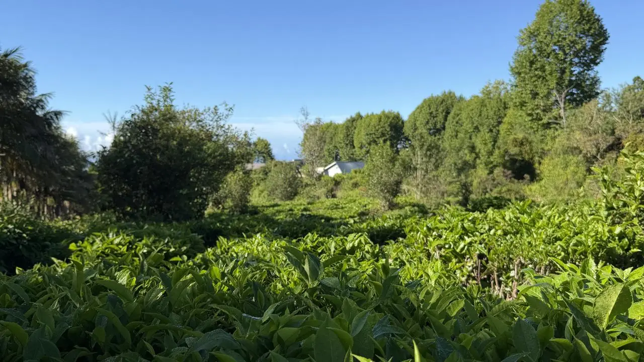 TBRS опубликовала обзор культивара «Тайваньский чай №24», 山蘊, Шань Юнь.
В казахстанской прессе наткнулся на материал о чаепитиях в Синьцзян-Уйгурском автономном районе Китая | Сетка — социальная сеть от hh.ru