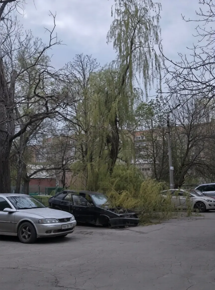 Упало дерево на автомобиль на ул. Шуйской, 8 | Сетка — социальная сеть от hh.ru