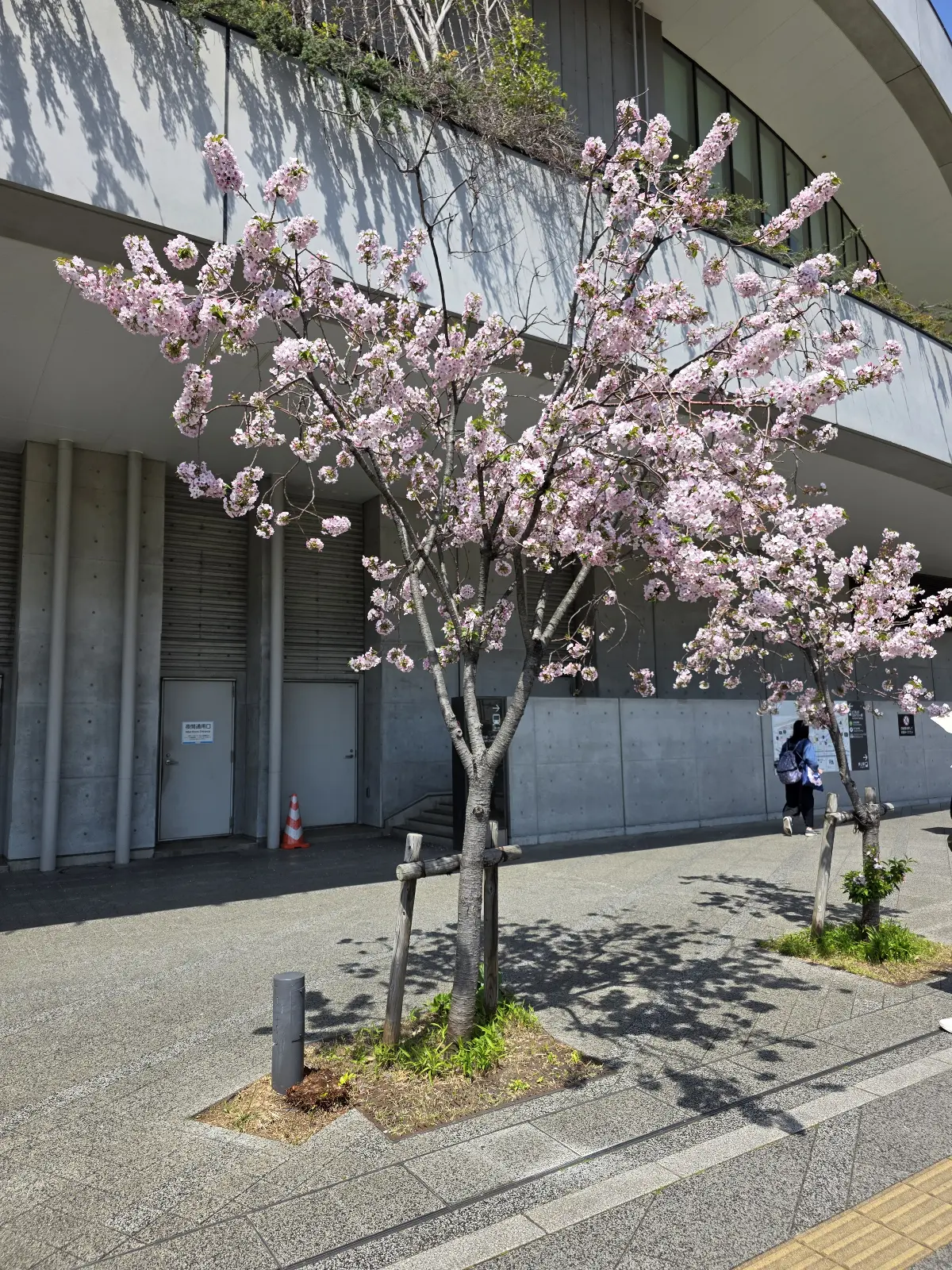 Мысли во время путешествия по Японии | Сетка — социальная сеть от hh.ru