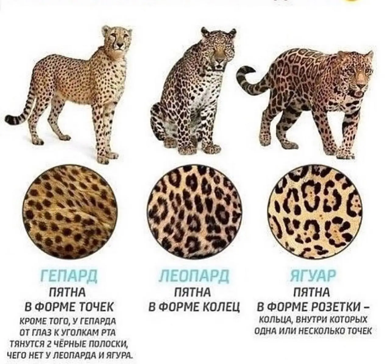 Коллеги, важная информация! Впереди майские, нужно подготовиться
Не перепутайте:
• Ягуар - напиток и машина из взрослой карты желаний
• Леопардовый принт мы носим повсеместно круглый год
• Гепард - са... | Сетка — социальная сеть от hh.ru