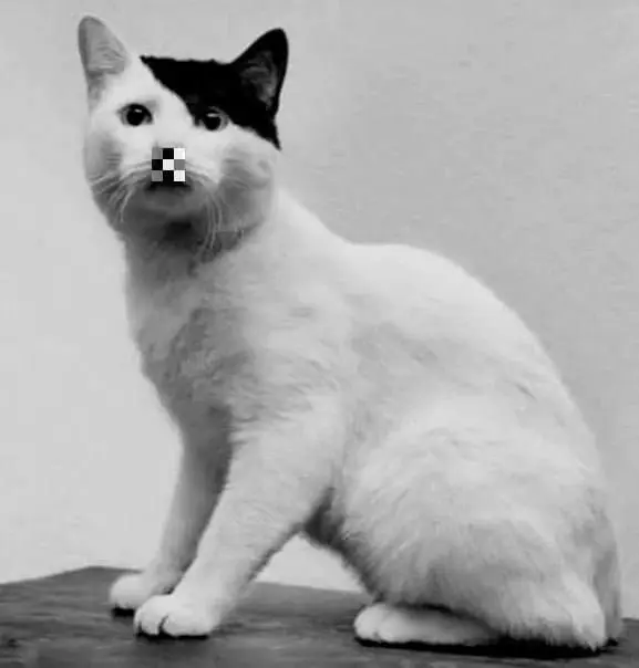 Россиянина оштрафовали за фотографию кота в образе «Котольфа Китлера». Суд признал картинку в Telegram жителя Краснодарского края «нацистской атрибутикой, использовавшейся Третьим рейхом». | Сетка — социальная сеть от hh.ru