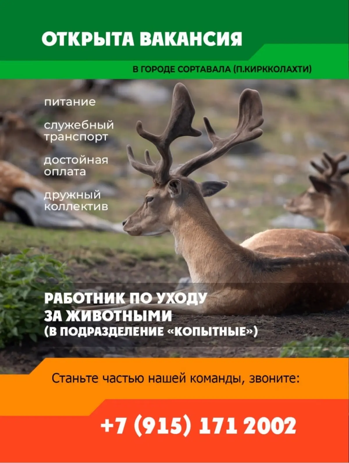 Вакансия в зоопарке | Сетка — социальная сеть от hh.ru