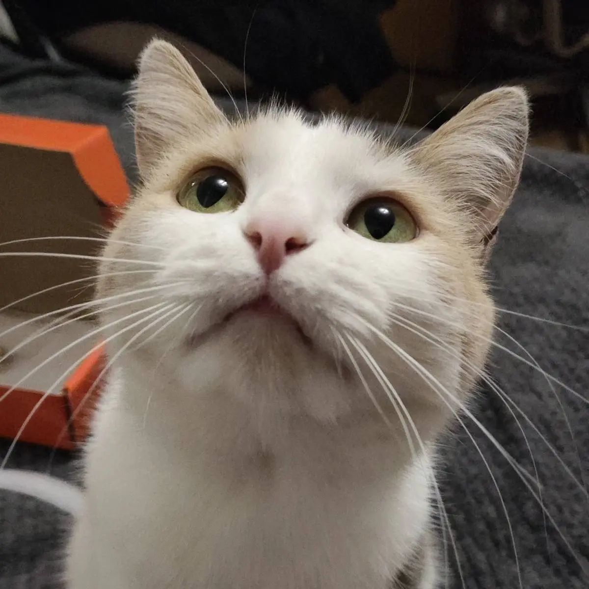 Александра Артёмовна