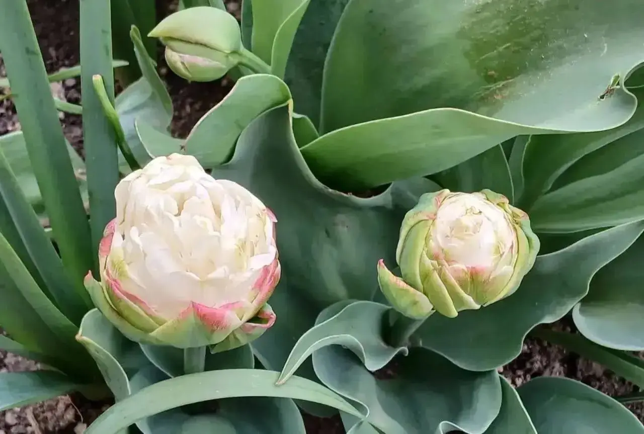 Во дворах Кисловодска зацвели более 40 тысяч тюльпанов 🌷
Цветы жители города высадили своими руками в рамках акции «Цветы у Дома Твоего» | Сетка — социальная сеть от hh.ru