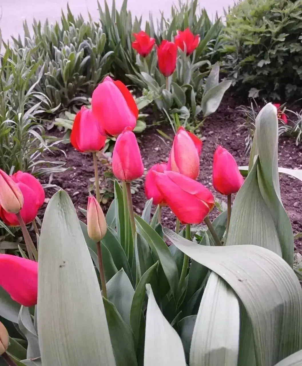 Во дворах Кисловодска зацвели более 40 тысяч тюльпанов 🌷
Цветы жители города высадили своими руками в рамках акции «Цветы у Дома Твоего» | Сетка — социальная сеть от hh.ru