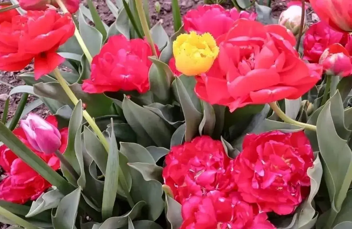 Во дворах Кисловодска зацвели более 40 тысяч тюльпанов 🌷
Цветы жители города высадили своими руками в рамках акции «Цветы у Дома Твоего» | Сетка — социальная сеть от hh.ru