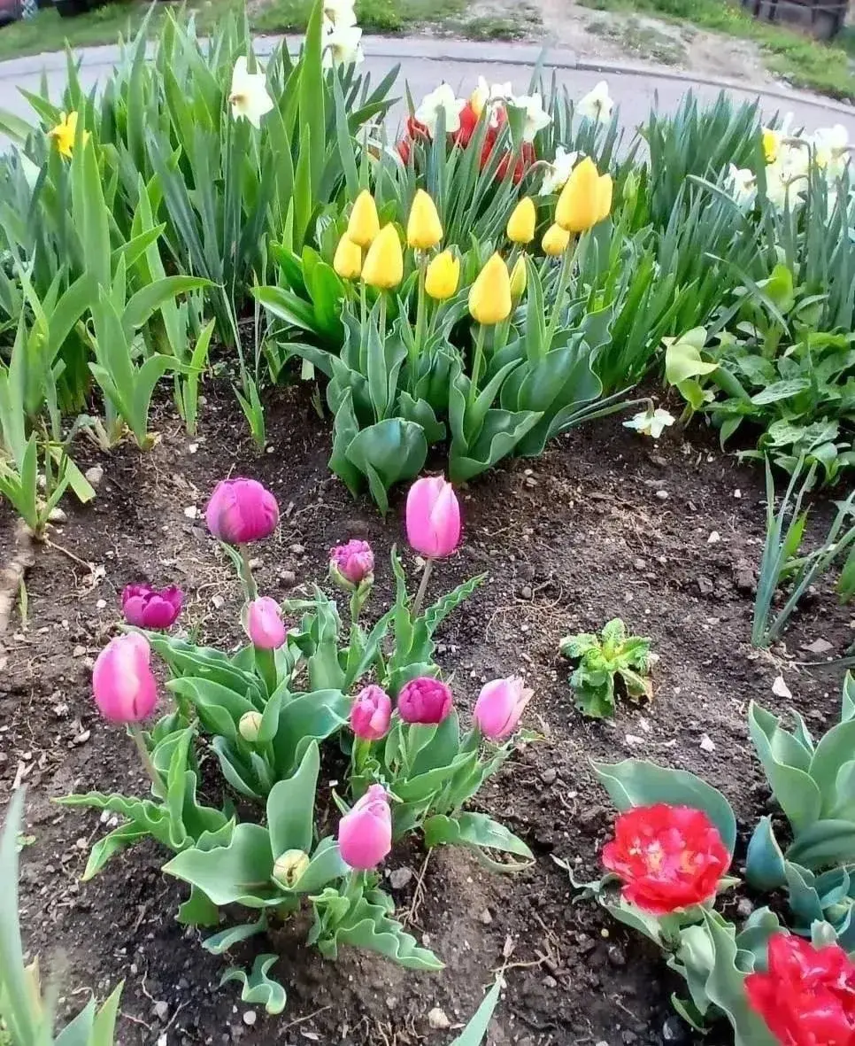 Во дворах Кисловодска зацвели более 40 тысяч тюльпанов 🌷
Цветы жители города высадили своими руками в рамках акции «Цветы у Дома Твоего» | Сетка — социальная сеть от hh.ru