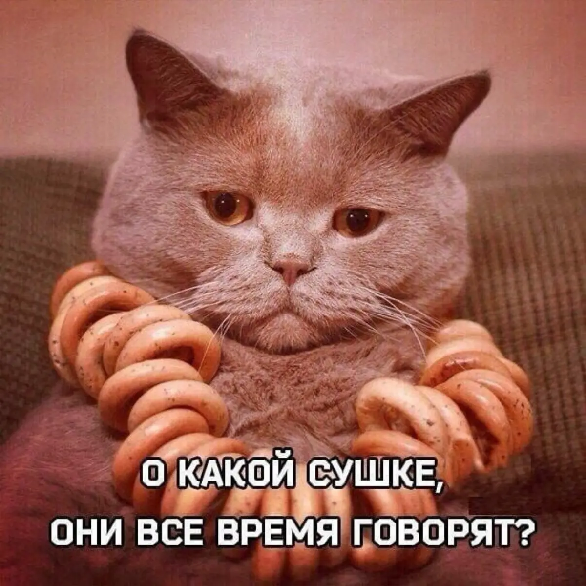 🥷🤙 | Сетка — социальная сеть от hh.ru