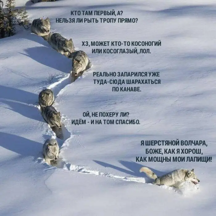 #пятничныймэм
Главное уверенно вести команду за собой | Сетка — социальная сеть от hh.ru