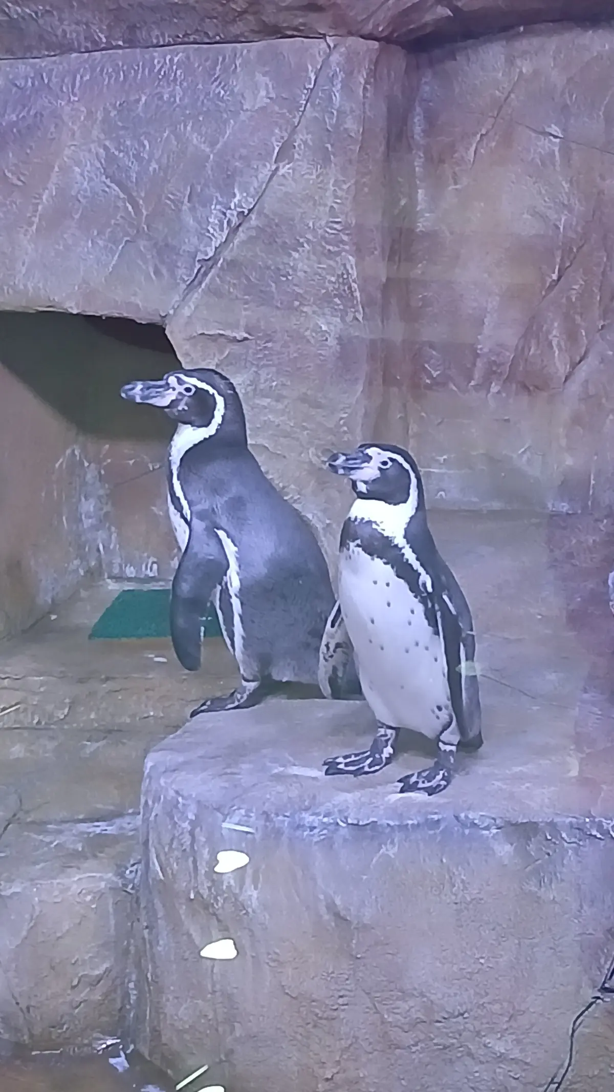 🗓25 апреля
Всемирный день пингвинов 🐧
Это день выбран не просто так | Сетка — социальная сеть от hh.ru