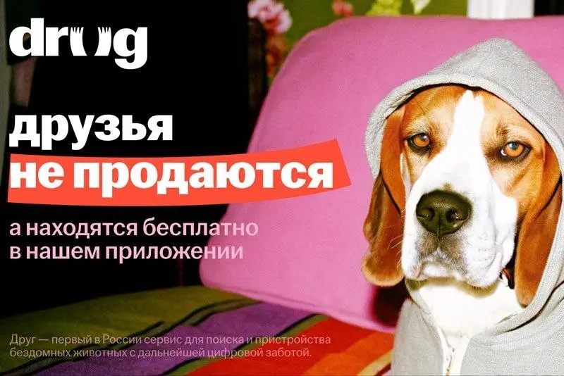 В России запустили первый сервис для поиска хозяев бездомным животным, а людям — подбор четвероногих друзей. Платформа так и называется «Друг», и объединяет волонтёров, приюты и будущих владельцев | Сетка — социальная сеть от hh.ru