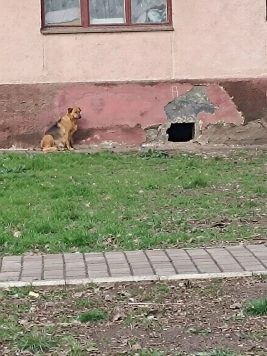 Куда обращаться по поводу собак, живущих в подвале многоэтажного дома? Мкр.Зеленый, д.10...
В подвале живут 3 собаки, две из которых ощенились.
Кто должен заниматься собаками?
В подвале прорвало трубу | Сетка — социальная сеть от hh.ru