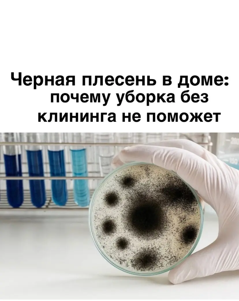 Черная плесень в доме: почему уборка без клининга не поможет | Сетка — социальная сеть от hh.ru