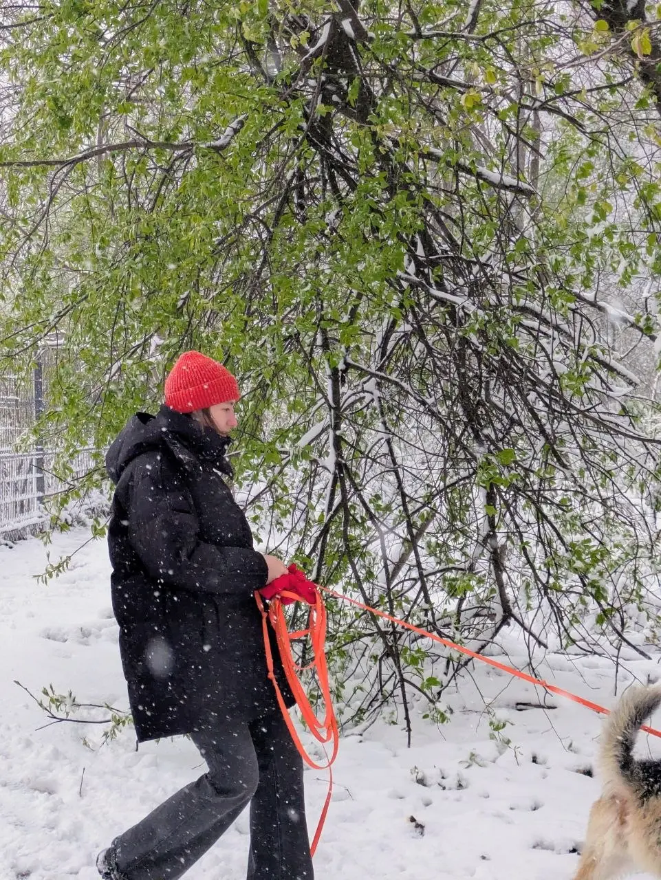👀 Фиксирую 27 апреля
Маленькие деревья с листвой в лесу сломало. За ночь выпало больше 4 см снега.
📍 Московская область
#лесопарк #московскаяобласть | Сетка — социальная сеть от hh.ru