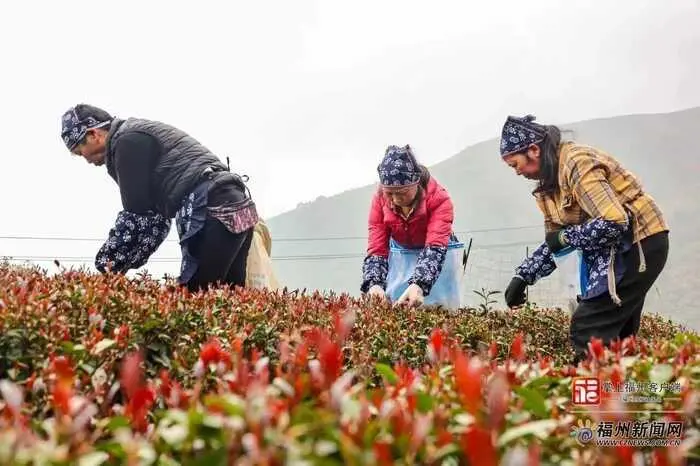 В Японии работает проект, который называется & EARL GREY и торгует разными бергамотовыми чаями и разными вкусняшками.
В китайских новостях проскочил небольшой ролик о летающих сборщицах чая из Гуйлиня | Сетка — социальная сеть от hh.ru