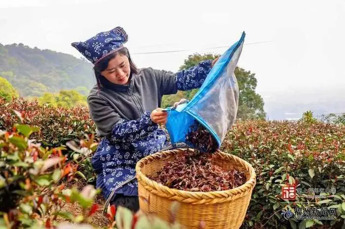 В Японии работает проект, который называется & EARL GREY и торгует разными бергамотовыми чаями и разными вкусняшками.
В китайских новостях проскочил небольшой ролик о летающих сборщицах чая из Гуйлиня | Сетка — социальная сеть от hh.ru