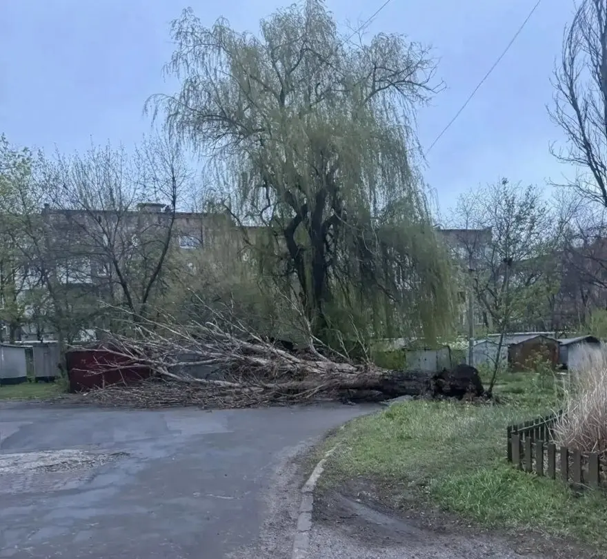 Упало дерево в районе школы № 58 по ул. Благовещенской | Сетка — социальная сеть от hh.ru