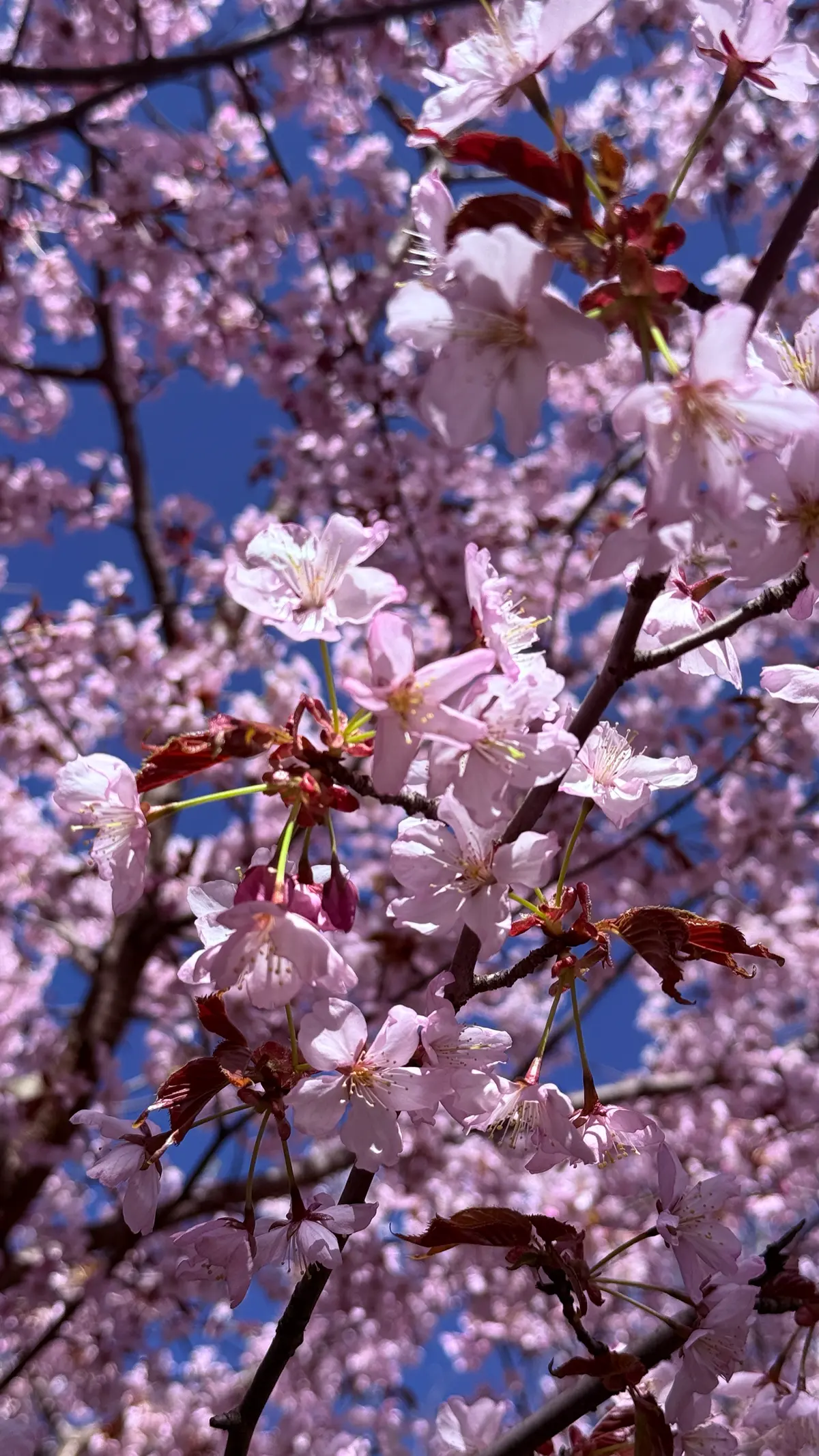 Ловлю весну в режиме нон-стоп🌸 | Сетка — социальная сеть от hh.ru