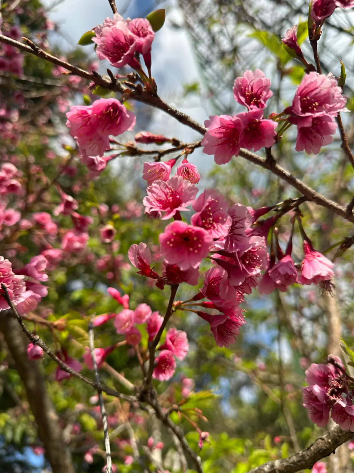 Ловлю весну в режиме нон-стоп🌸 | Сетка — социальная сеть от hh.ru