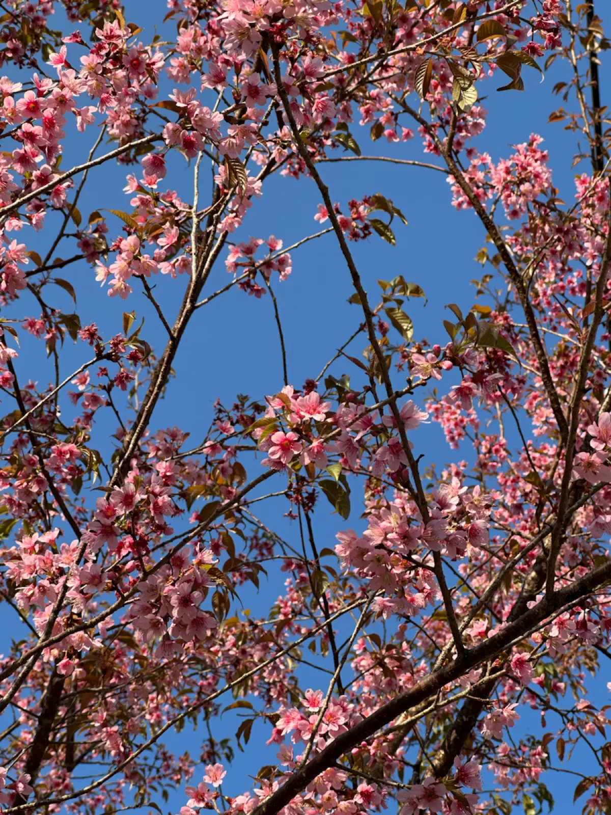 Ловлю весну в режиме нон-стоп🌸 | Сетка — социальная сеть от hh.ru