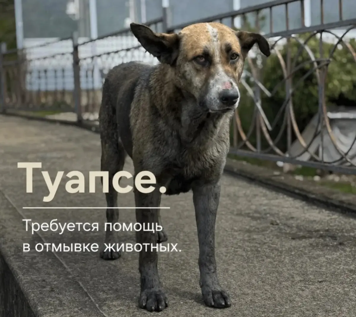 В Туапсе жизненно необходимы волонтёры | Сетка — социальная сеть от hh.ru