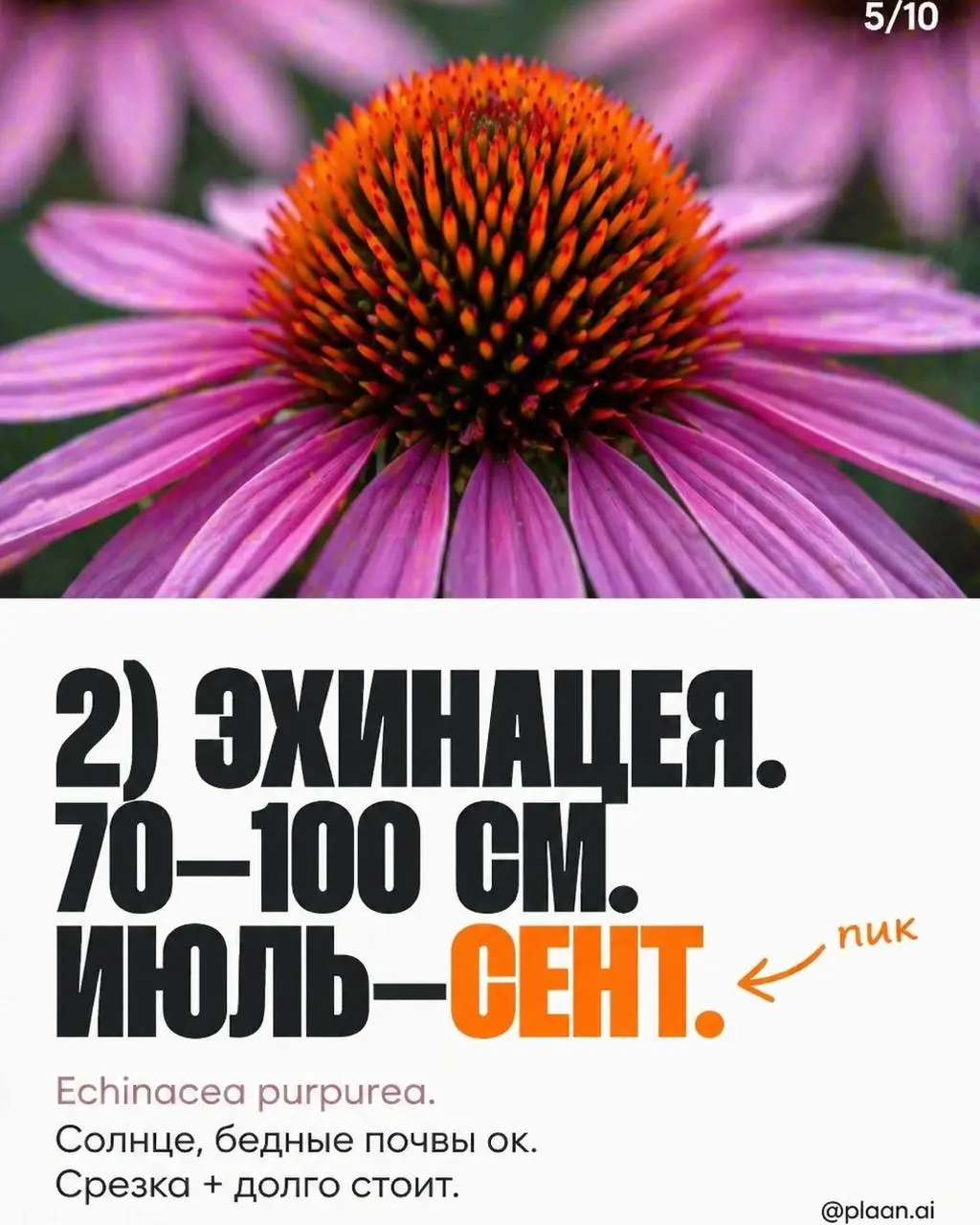 Вызов принят — и вот результат.
В комментариях спросили "а можно?", агент ответил "есть".
Я просто прописал примитивный запрос "ландшафтный дизайн". На этом моя работа над этой каруселью закончилась | Сетка — социальная сеть от hh.ru