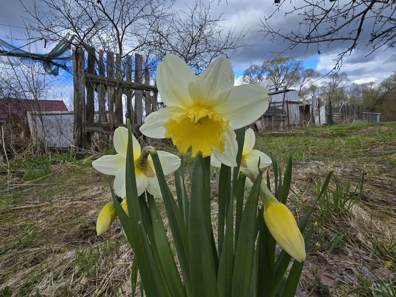 🌸 Деревенские заметки: нарциссы и куропатки
Сегодня фоткала нарциссы у старого забора | Сетка — социальная сеть от hh.ru