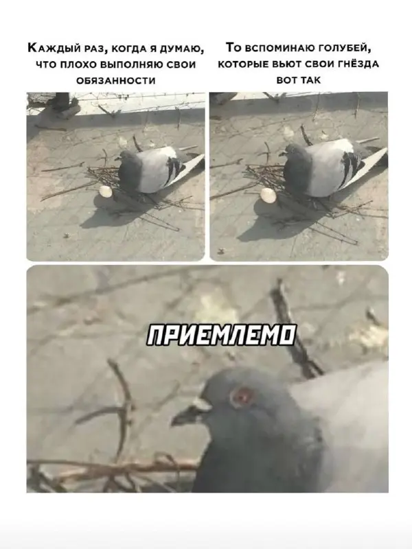 Подольские шалаши!
Саша, друг и коллега напомнил, что прошлым летом я тоже поймала такой сюжет в парке у дома
Посмеялись, что архитектура такая же трогательная и провальная как гнезда голубей 🥹
Хроник... | Сетка — социальная сеть от hh.ru