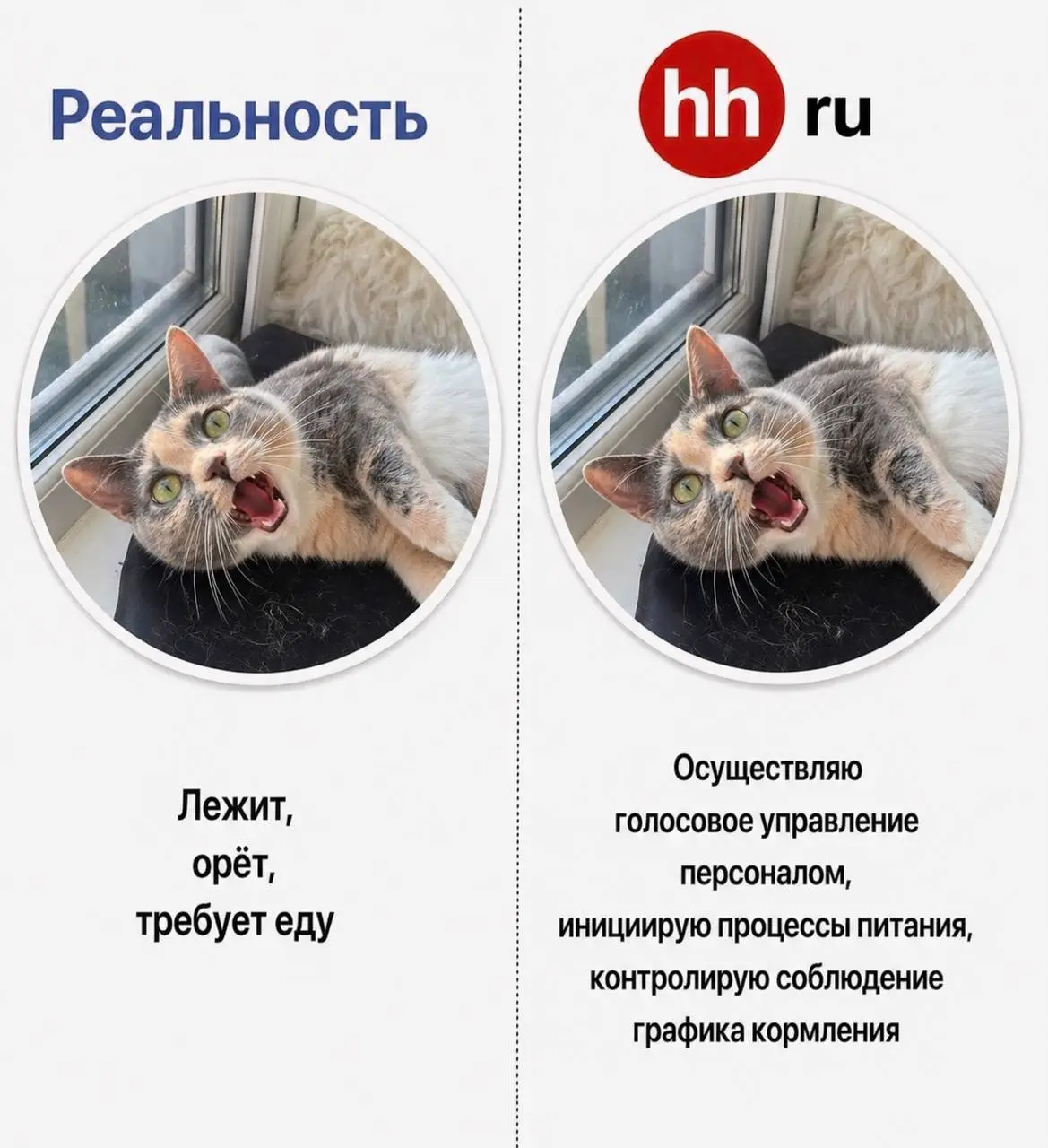 Не знаю, зачем Варежка решила пойти работать, но она попросила помочь с резюме. А я — HR. Удачно совпало | Сетка — социальная сеть от hh.ru