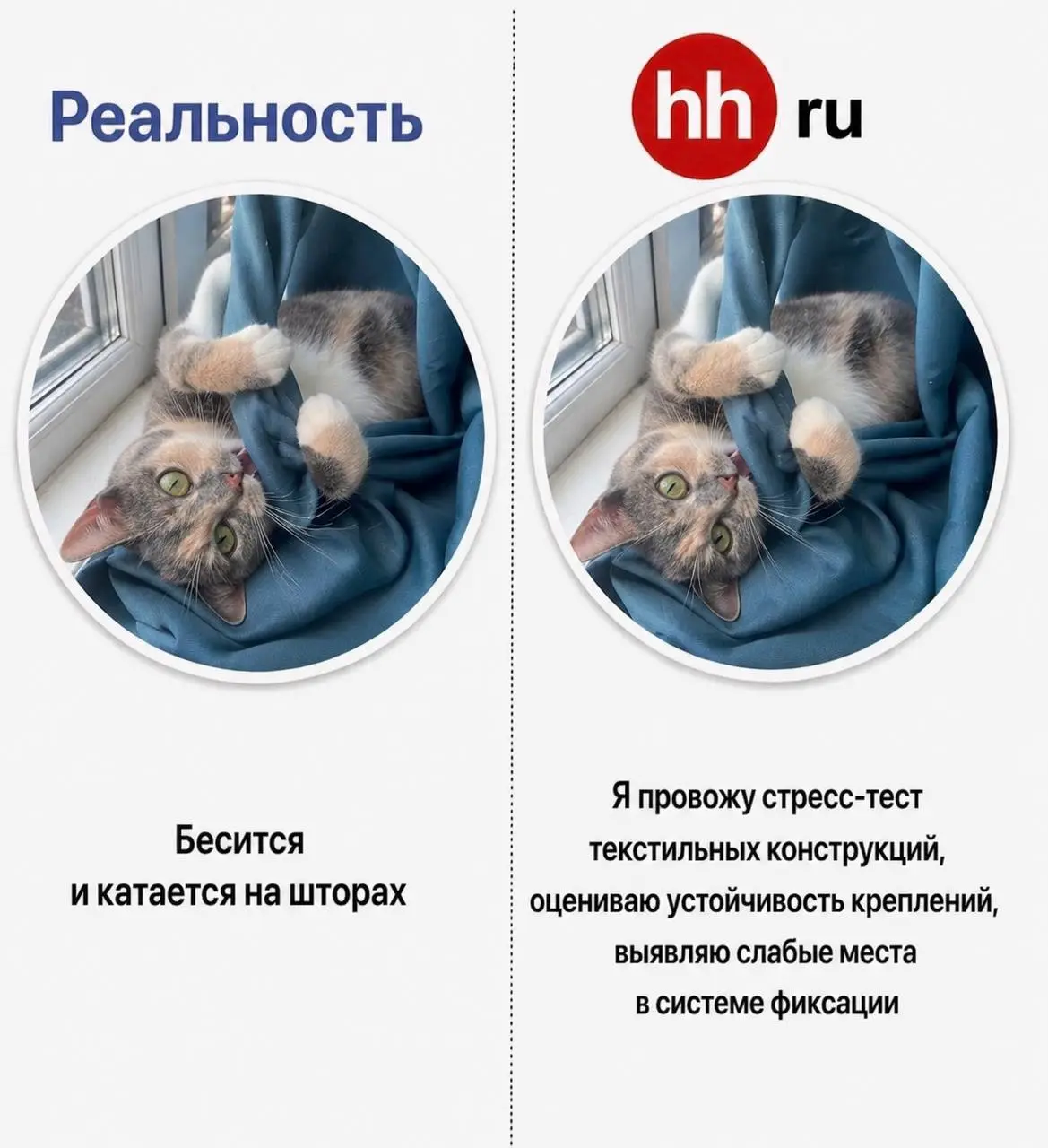 Не знаю, зачем Варежка решила пойти работать, но она попросила помочь с резюме. А я — HR. Удачно совпало | Сетка — социальная сеть от hh.ru