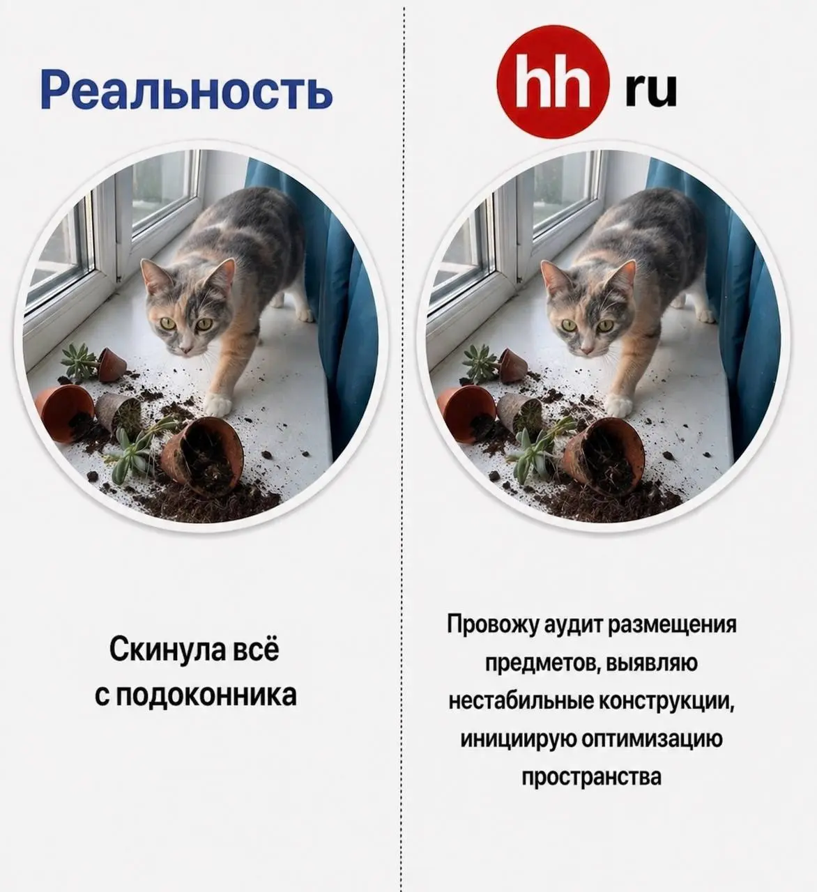 Не знаю, зачем Варежка решила пойти работать, но она попросила помочь с резюме. А я — HR. Удачно совпало | Сетка — социальная сеть от hh.ru