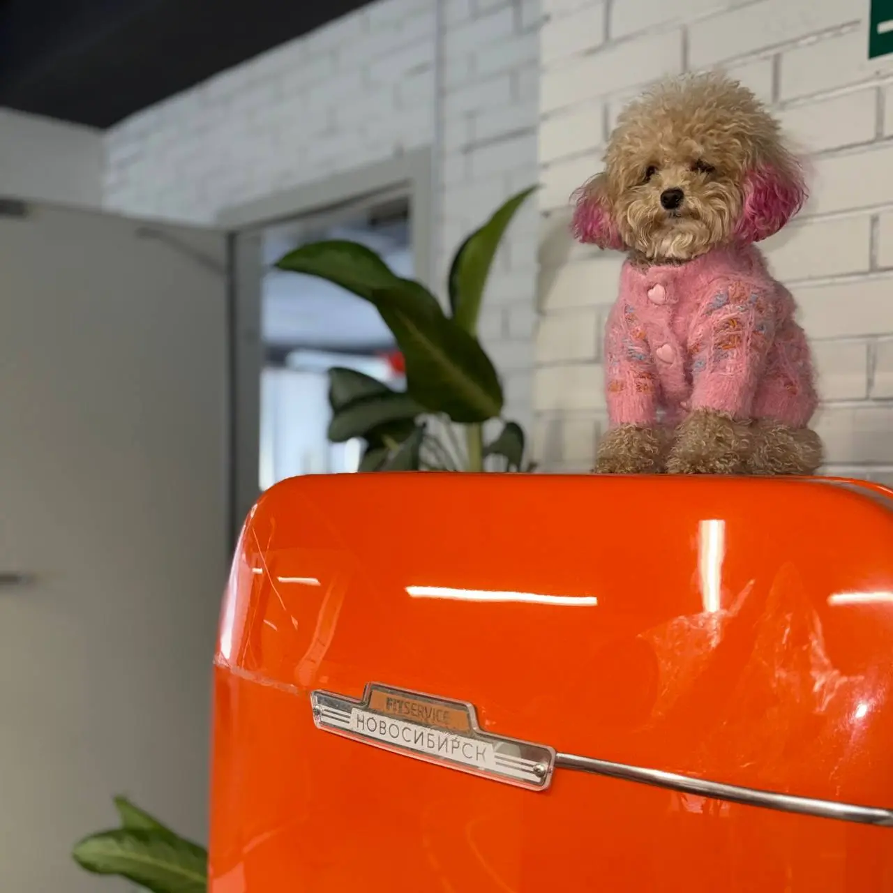 В FIT SERVICE: работаем нос к носу 🐾
Мы переработали одну добрую шалость и коллеги теперь на работу могут приходить с хвостами и лапками! 🐶
Вот наши недавние гости:

Лилу (она же Лилуша для своих), Дж... | Сетка — социальная сеть от hh.ru