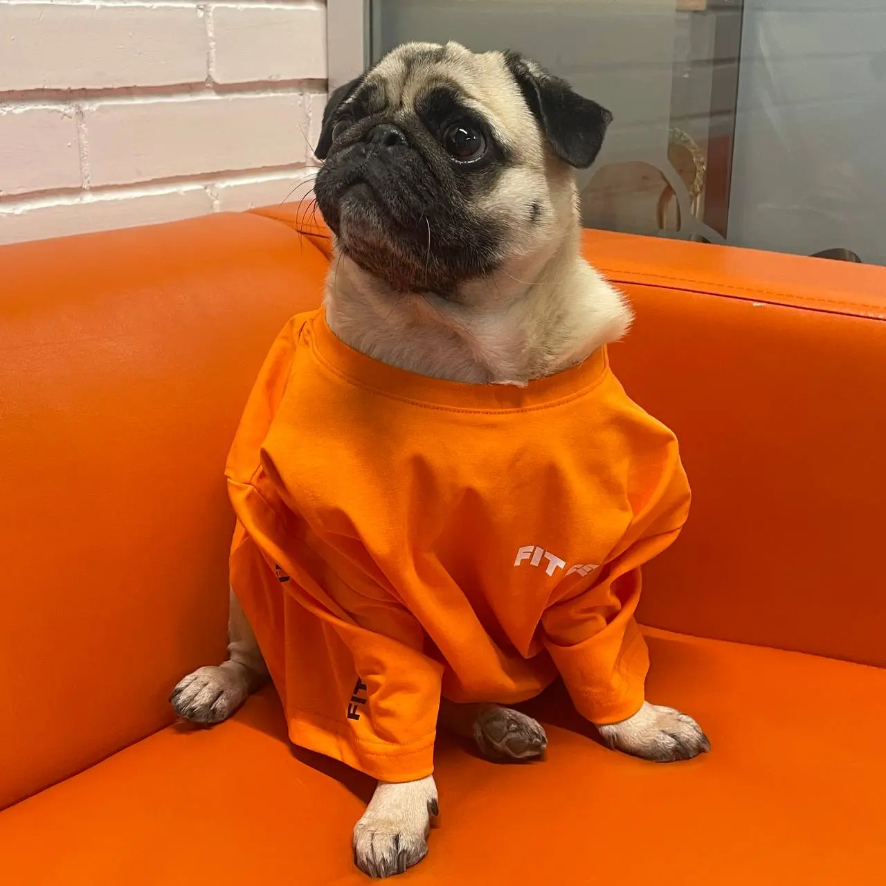 В FIT SERVICE: работаем нос к носу 🐾
Мы переработали одну добрую шалость и коллеги теперь на работу могут приходить с хвостами и лапками! 🐶
Вот наши недавние гости:

Лилу (она же Лилуша для своих), Дж... | Сетка — социальная сеть от hh.ru