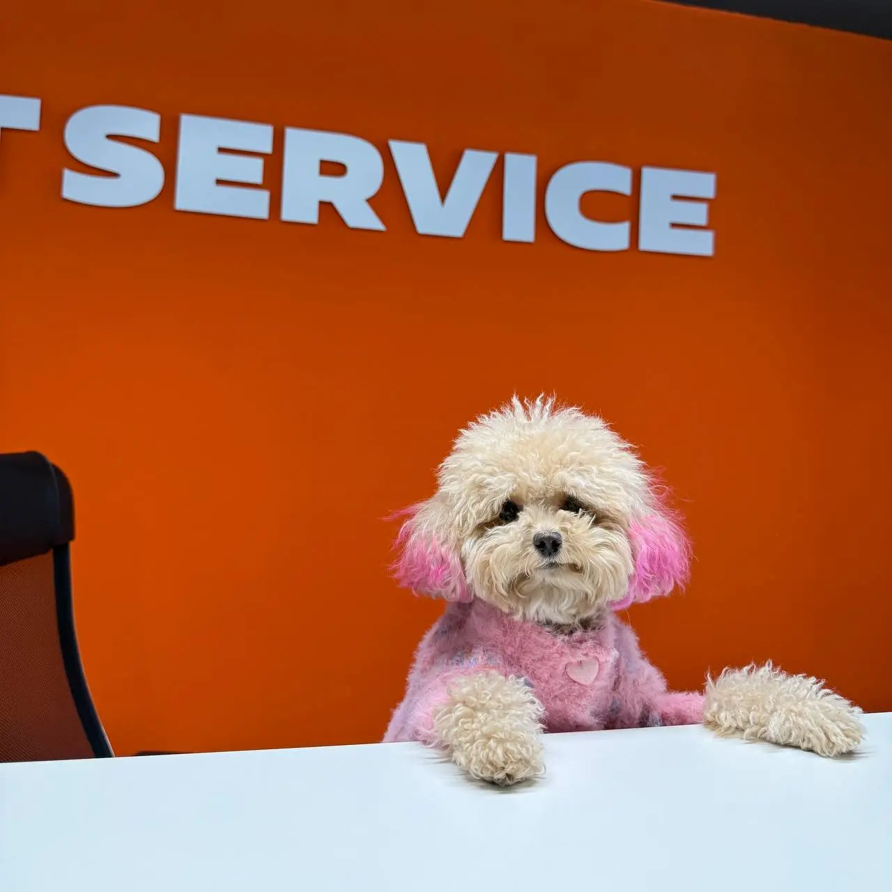 В FIT SERVICE: работаем нос к носу 🐾
Мы переработали одну добрую шалость и коллеги теперь на работу могут приходить с хвостами и лапками! 🐶
Вот наши недавние гости:

Лилу (она же Лилуша для своих), Дж... | Сетка — социальная сеть от hh.ru