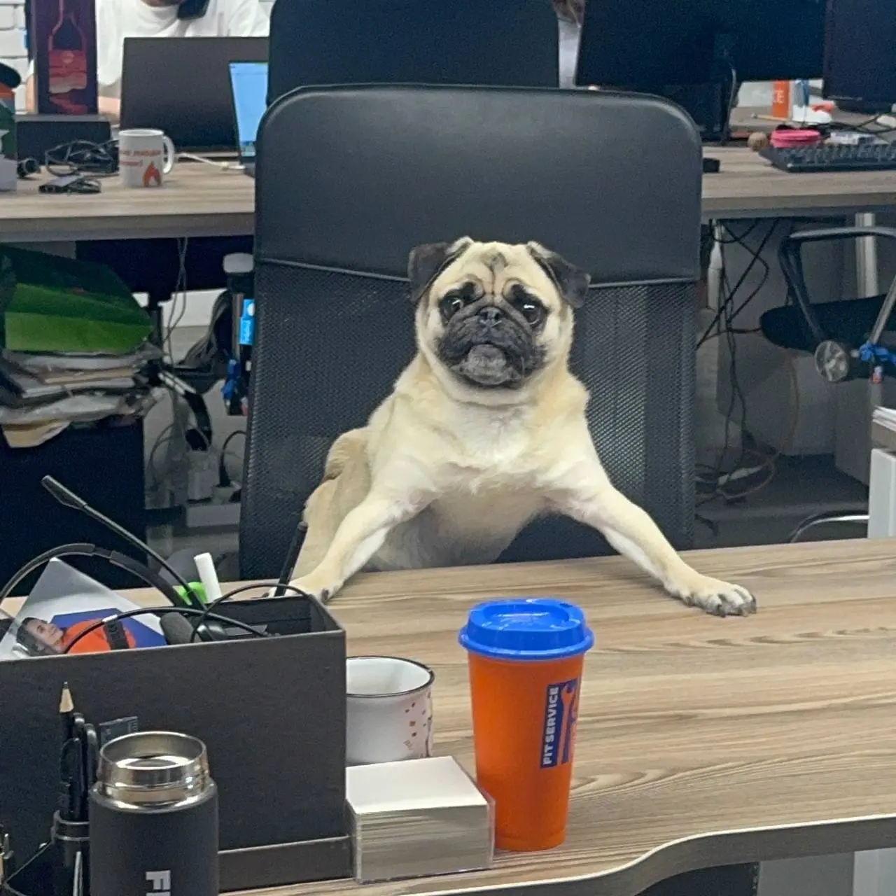 В FIT SERVICE: работаем нос к носу 🐾
Мы переработали одну добрую шалость и коллеги теперь на работу могут приходить с хвостами и лапками! 🐶
Вот наши недавние гости:

Лилу (она же Лилуша для своих), Дж... | Сетка — социальная сеть от hh.ru