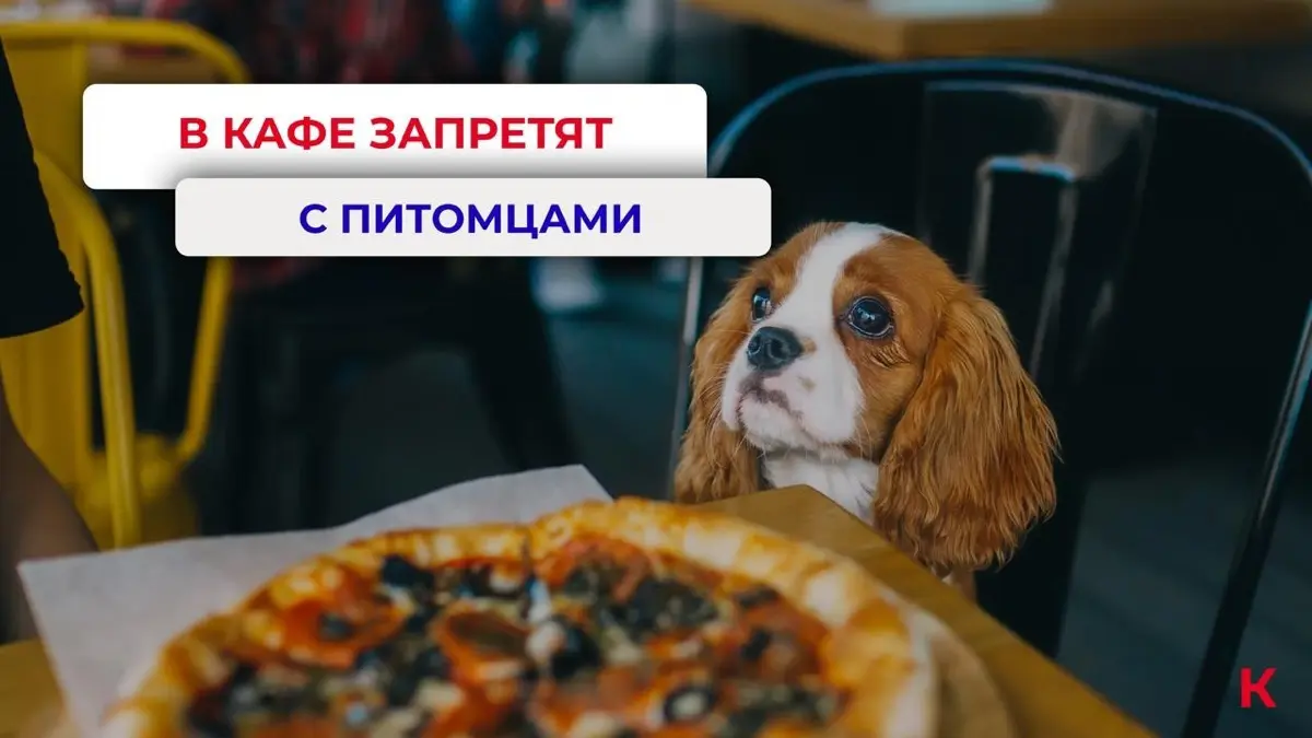 🐾✨ Кафе и пушистые друзья: за и против! ✨🐾
В Госдуме предложили ужесточить санитарные нормы нахождения животных в кафе и других местах общественного питания | Сетка — социальная сеть от hh.ru