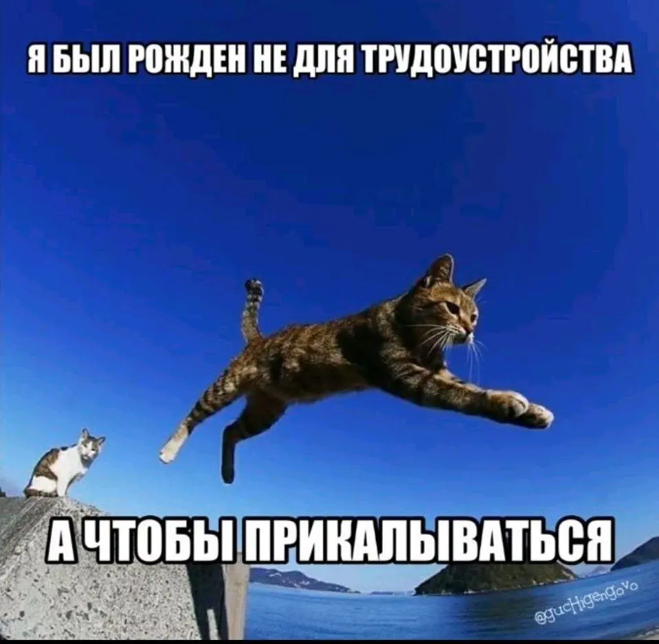 #cats | Сетка — социальная сеть от hh.ru