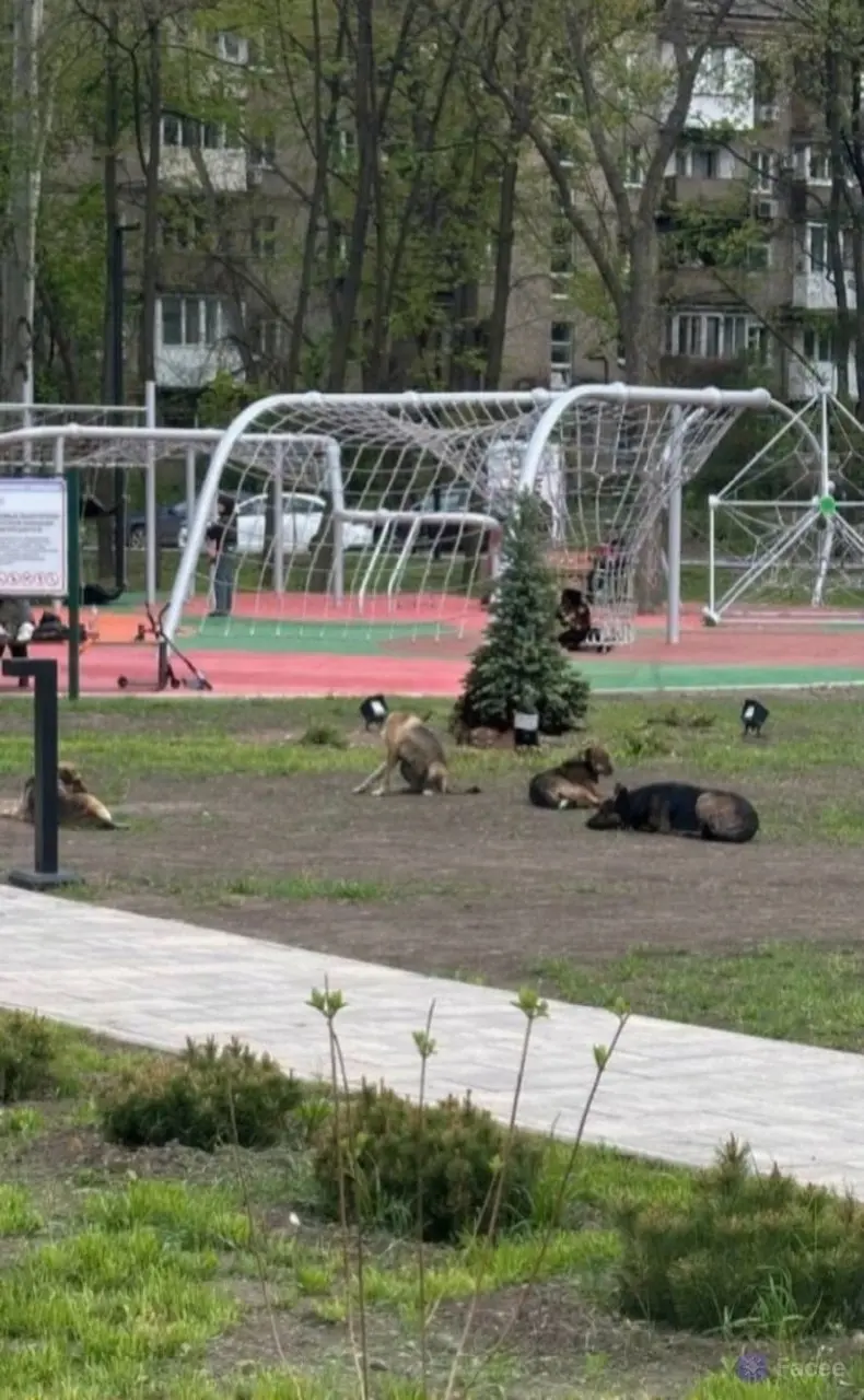 Стая собак возле детской площадки в парке "Гулливер" | Сетка — социальная сеть от hh.ru