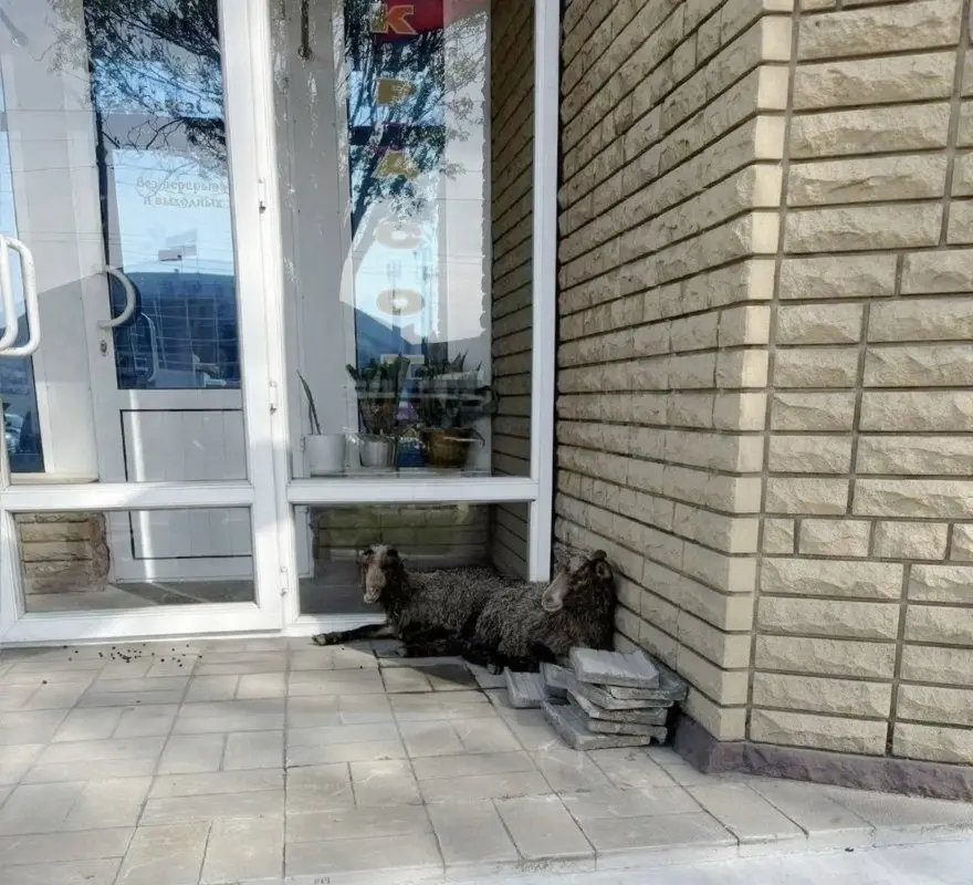 Возле Красного рынка в Макеевке кто-то потерял двух барашков | Сетка — социальная сеть от hh.ru