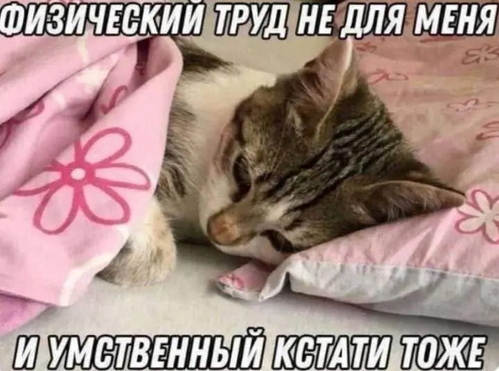 Пятничные #мемчики | Сетка — социальная сеть от hh.ru