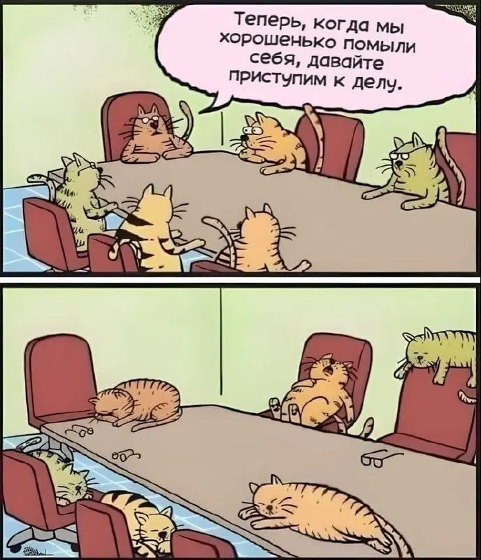 #cats | Сетка — социальная сеть от hh.ru