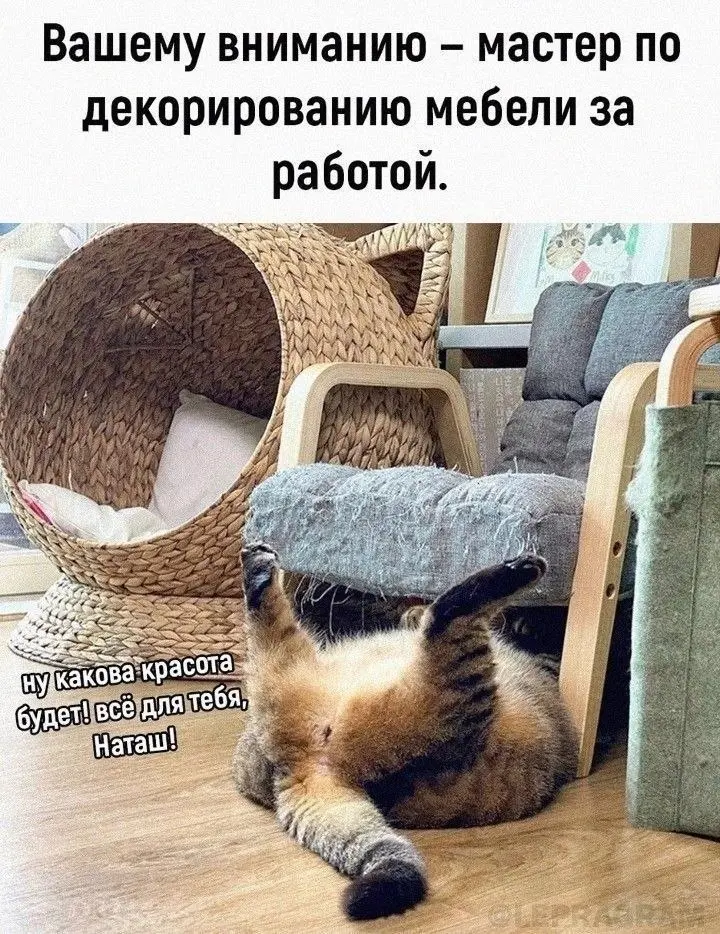Когда все - от души 😂
#Юмор@poldner #Коты@poldner | Сетка — социальная сеть от hh.ru
