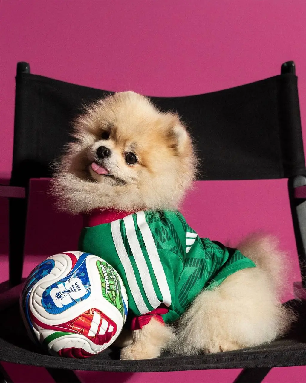 Adidas дропнул целую коллекцию джерси для питомцев. Она приурочена к World Cup 2026 и в ней есть шмот с флагами и атрибутикой Аргентины, Колумбии, Мексики, Японии и США | Сетка — социальная сеть от hh.ru